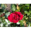 Саженец чайно-гибридной розы Черная магия (Black Magic): фото и описание