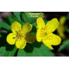 Луковицы анемоны Лютичная (Ranunculoides) -  5 шт.: фото и описание