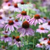 Комплект 5шт / Эхинацея узколистная: фото и описание