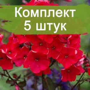 Комплект 5шт / Флокс Тенор