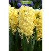 Луковицы гиацинта Жёлтая Королева -  5 шт.: фото и описание