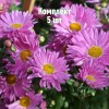 Саженцы Хризантемы Звезда Подмосковья - 5 шт.: фото и описание