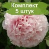 Саженцы пиона Xо Янг Тао -  5 шт.: фото и описание
