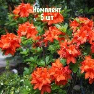Комплект 5шт / Рододендрон Баккара