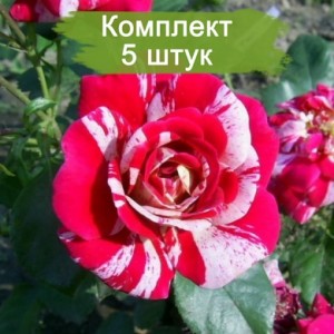 Комплект 5шт / Роза Твист (плетистая)