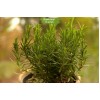 Розмарин 20-40 см  -  5 шт.: фото и описание