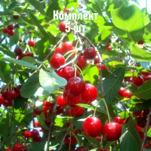 Комплект 5шт / Вишня Волочаевка