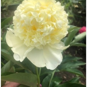 Пион Голдилокс