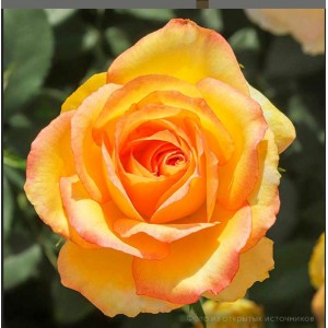 Роза чайно-гибридная «Сальвадор»