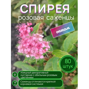 Спирея розовая / опт 80 штук